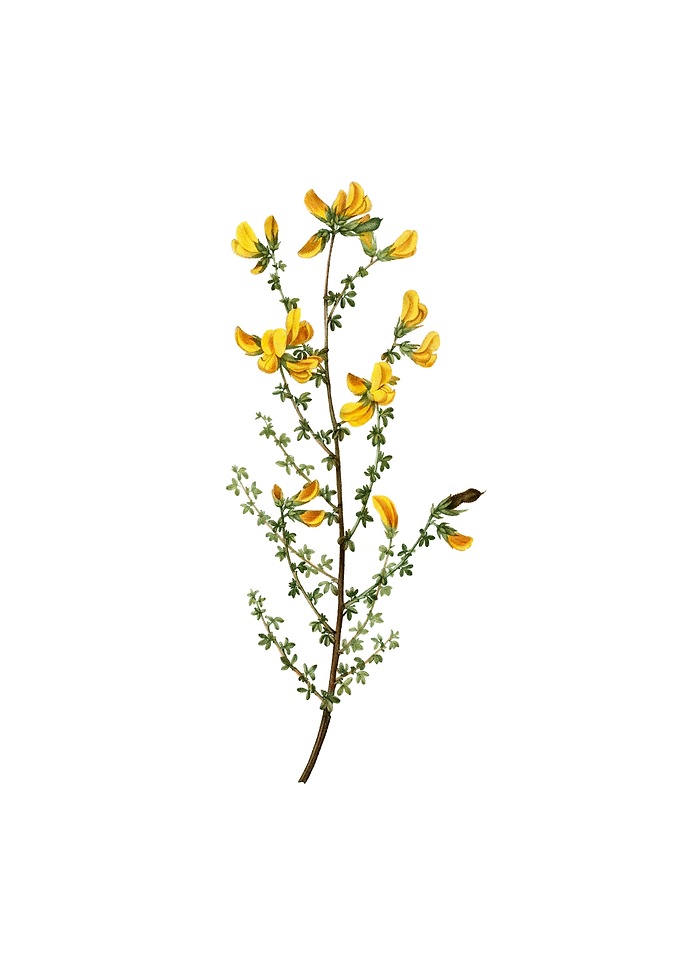 Vintage Adenocarpus Flower