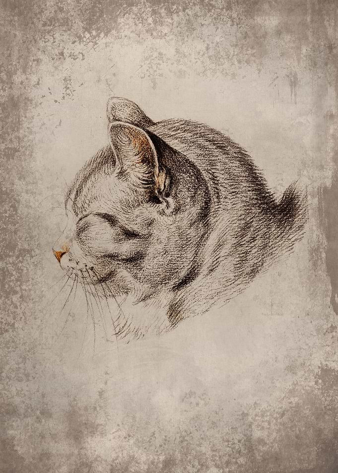 Lovely cat