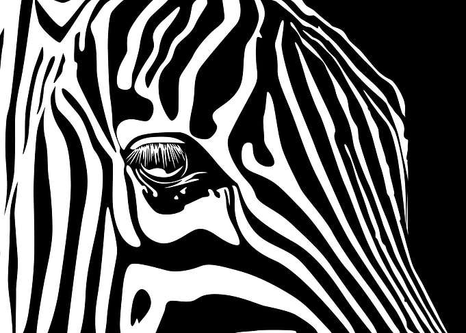 Wild Zebra