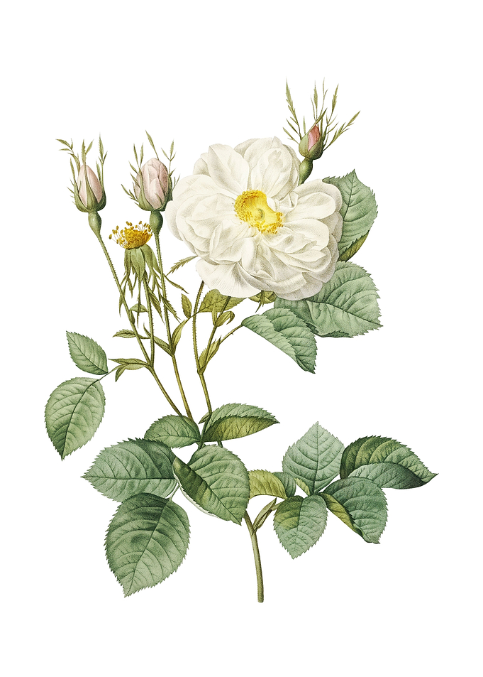 Vintage White Rose of York