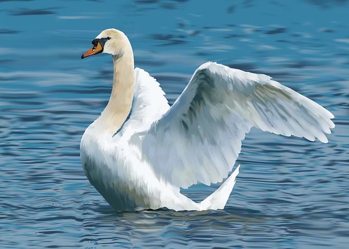 swan
