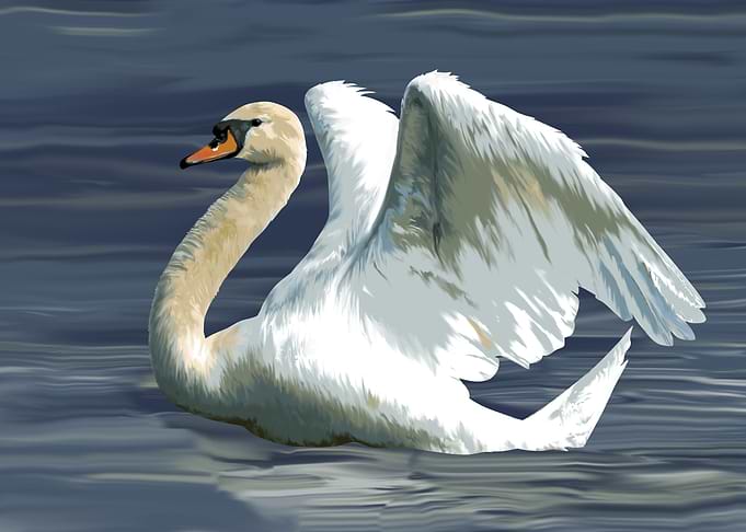swan