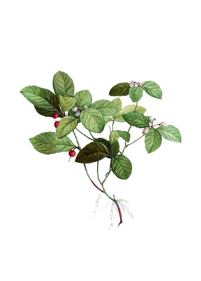 American Wintergreen Plant