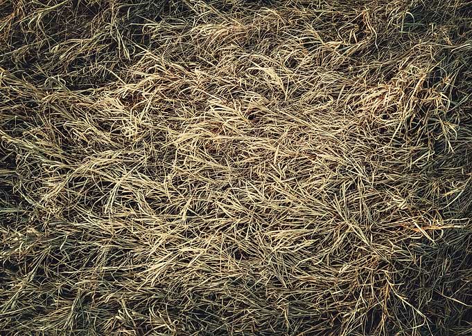 Dry grass texture