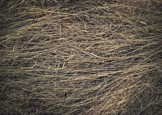 parched vegetation