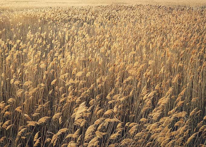 Dry reed texture