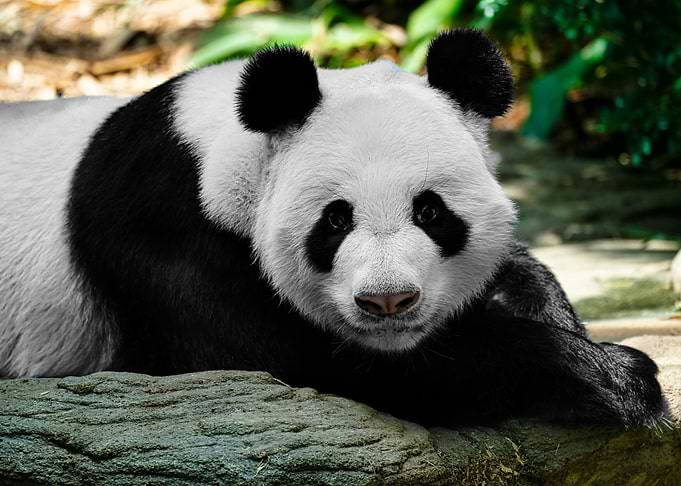 Animals Zoo Panda Bear