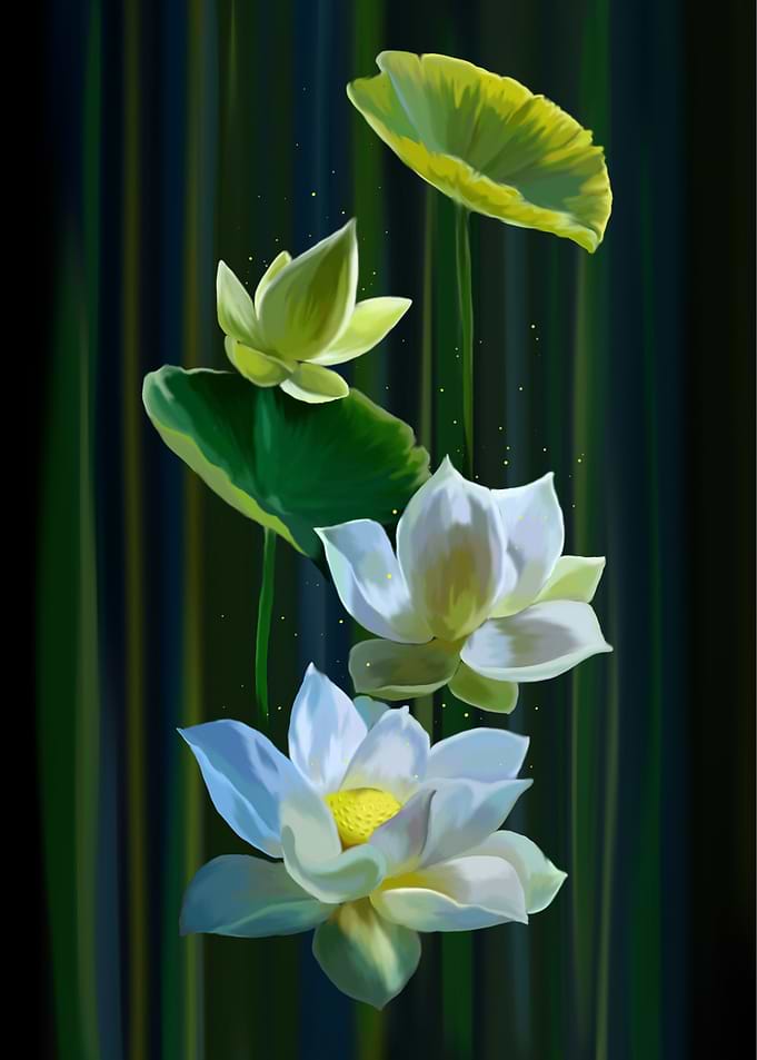 Lotus Blossoms