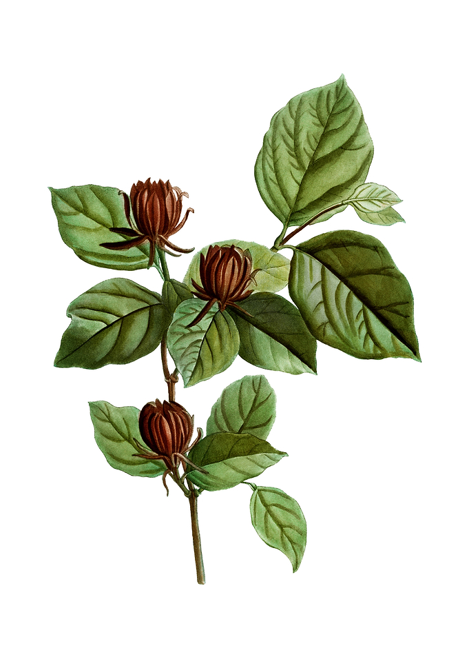 Carolina Allspice Flower