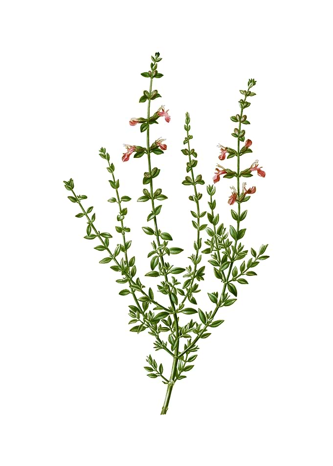 Vintage Cat Thyme Plant