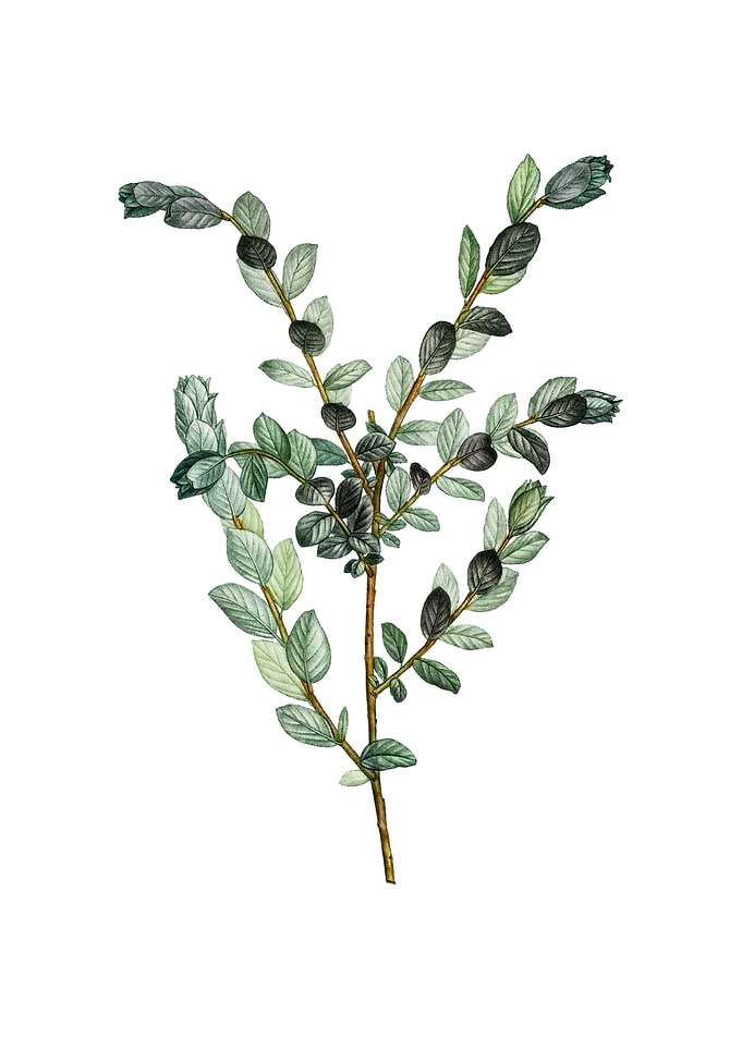 Vintage Creeping Willow