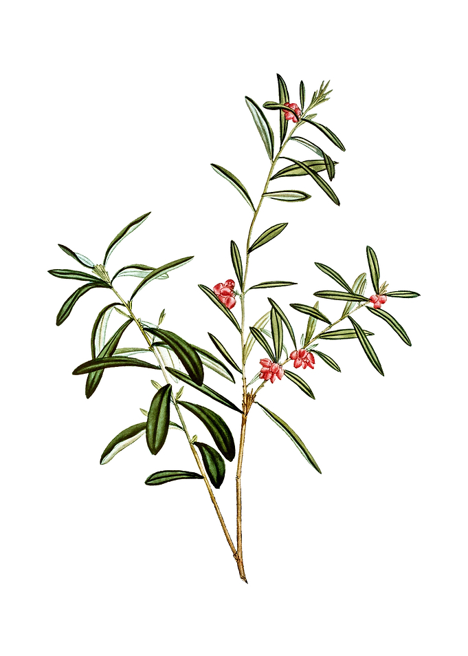 Vintage Bog Rosemary Bush