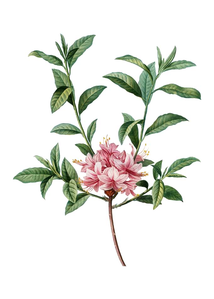 Vintage Azalea on White