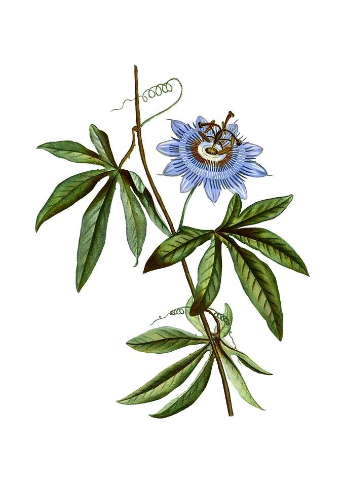Vintage Blue Passionflower