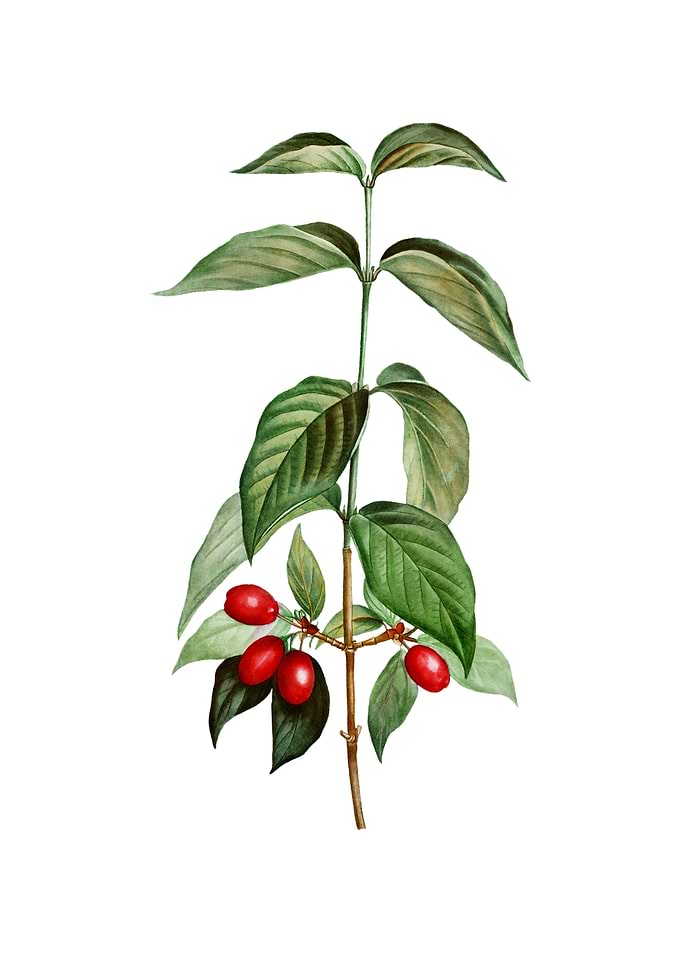 Vintage Cornelian Cherry
