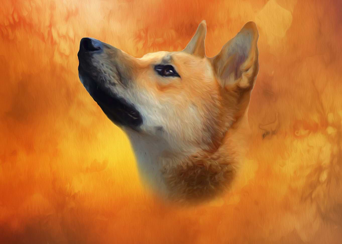 Dingo