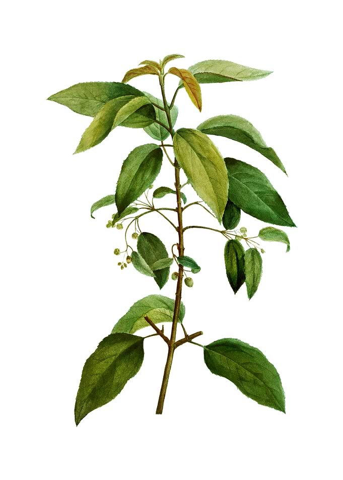 Chilean Wineberry Branch