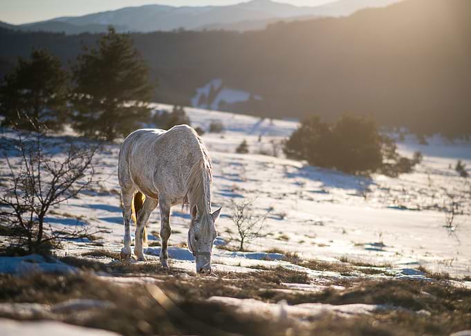 The White Horse
