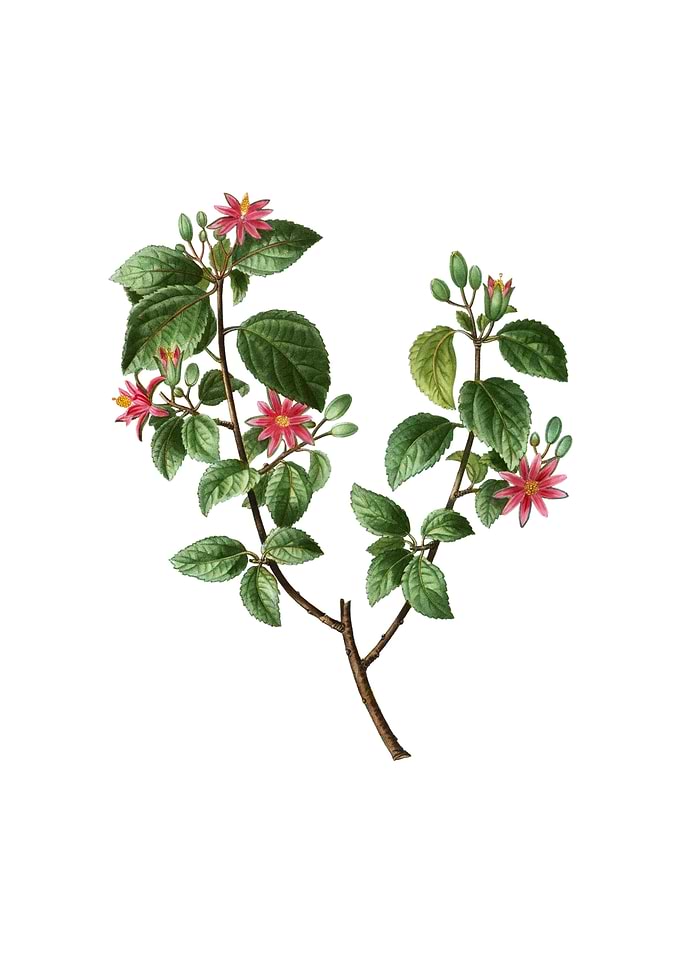 Vintage Crossberry Flower