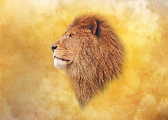 Lion portrait