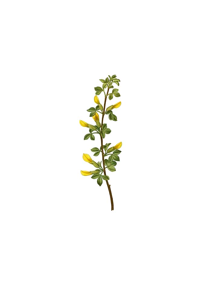Vintage Common Cytisus