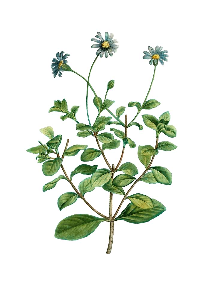 Blue Marguerite Plant