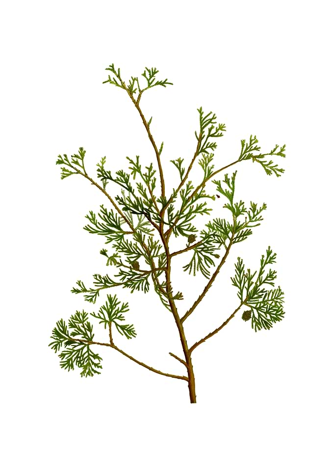 Atlantic White Cypress