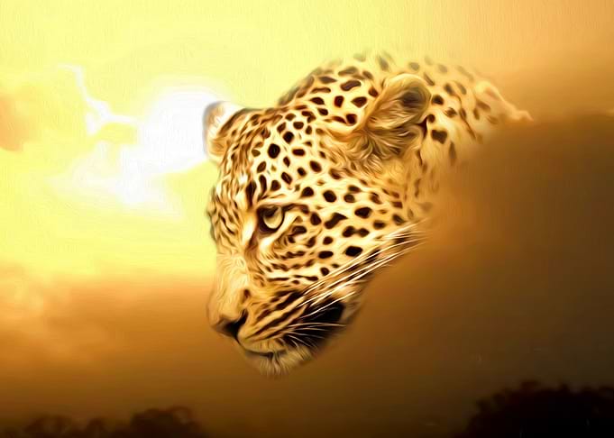 Leopard portrait