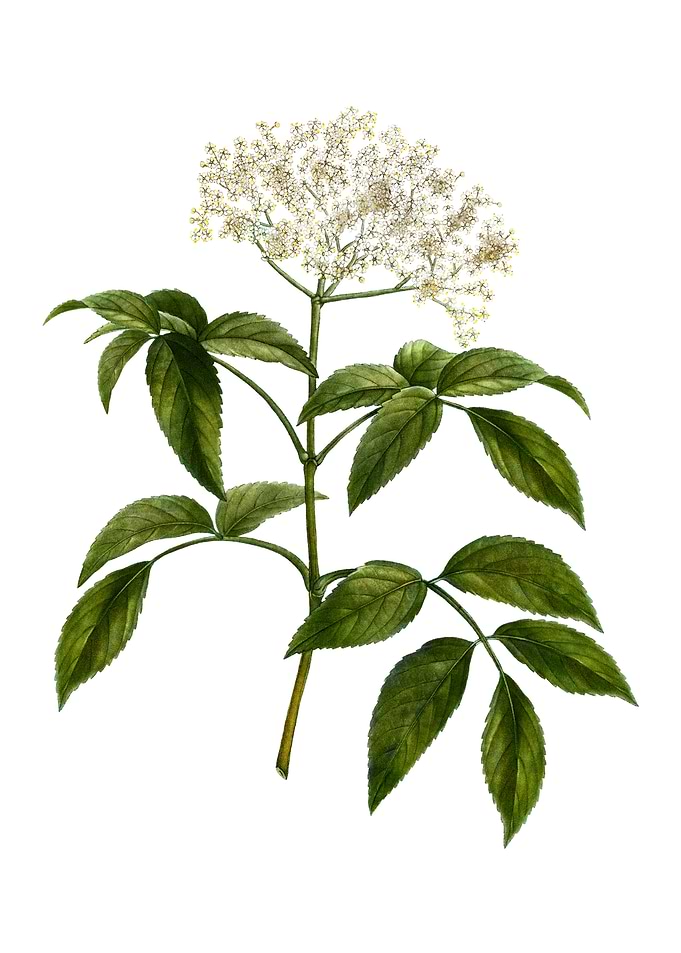 Elderberry Flowering Plant