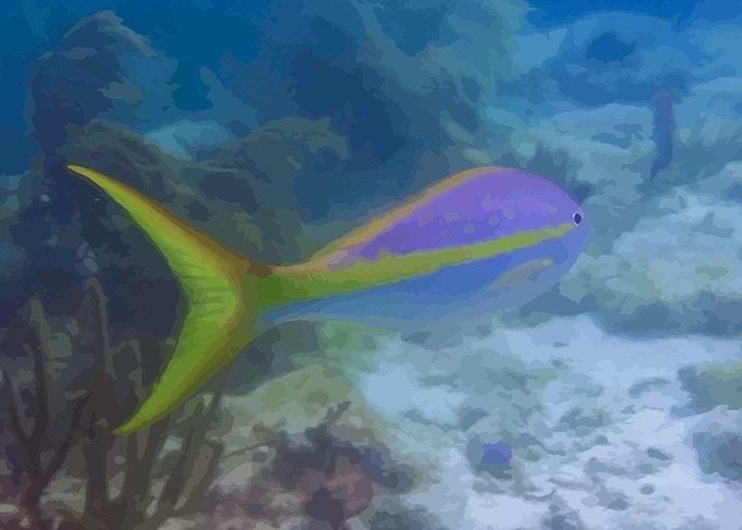 Yellow Snapper