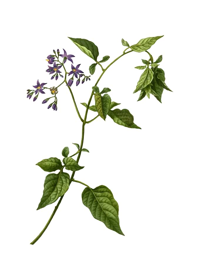 Vintage Bittersweet Flower