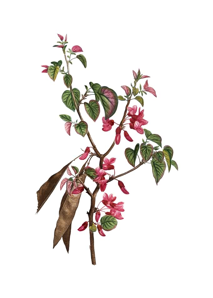 Vintage Judas Tree Flower