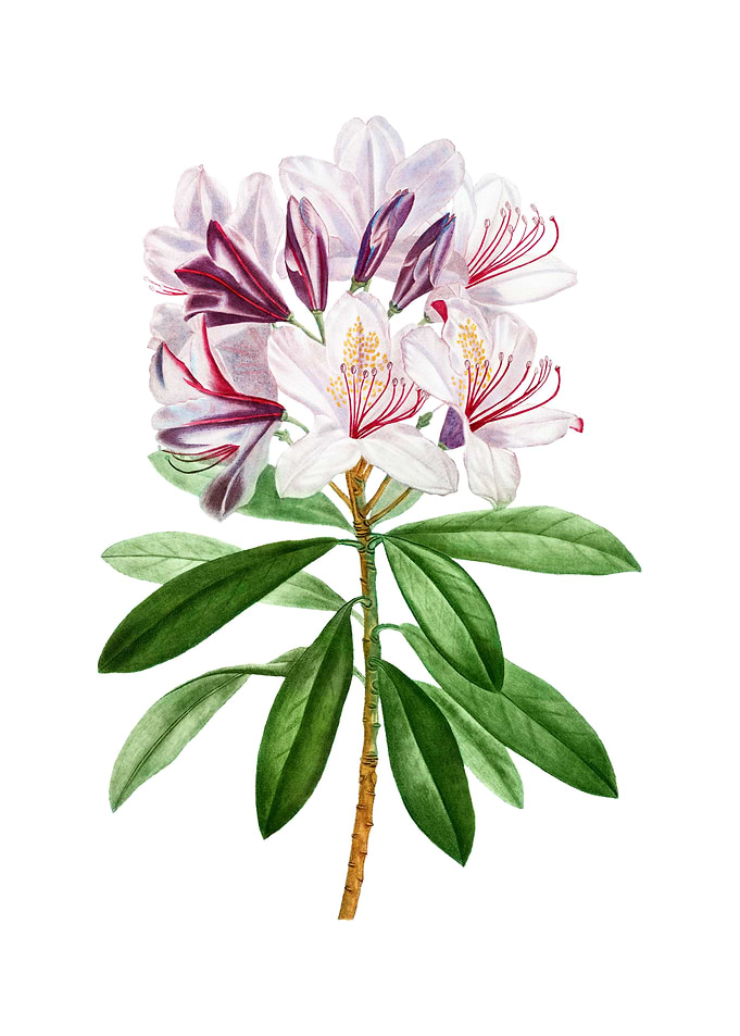 Common Rhododendron Flower