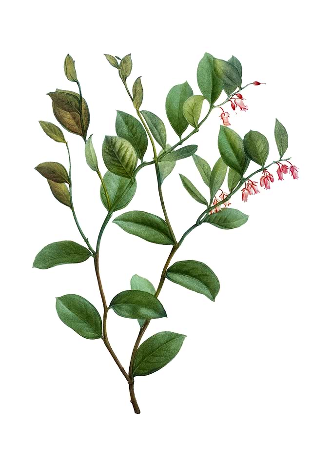 Andromeda Axillaris Bloom