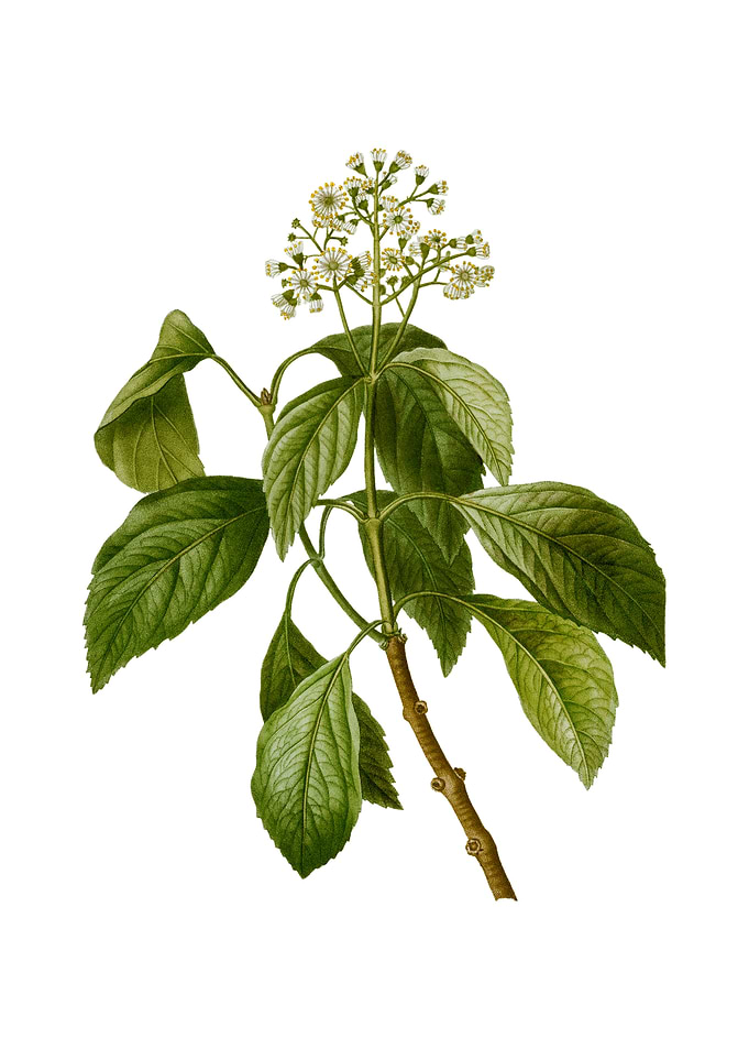 Vintage Climbing Hydrangea