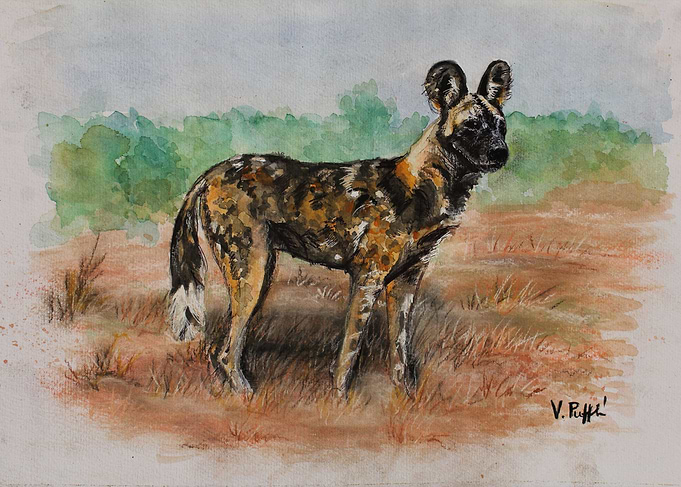 African Wild Dog