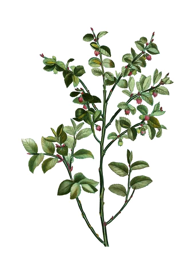 Vintage Bilberry on White