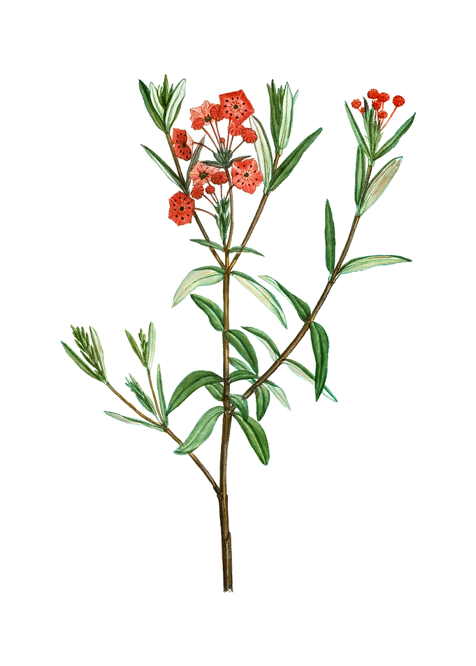 Vintage Bog Laurel Bloom