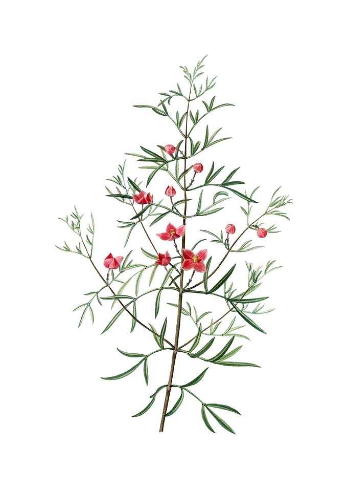 Vintage Boronia Pinnata