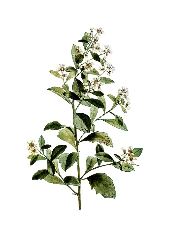 Vintage Eastern Baccharis