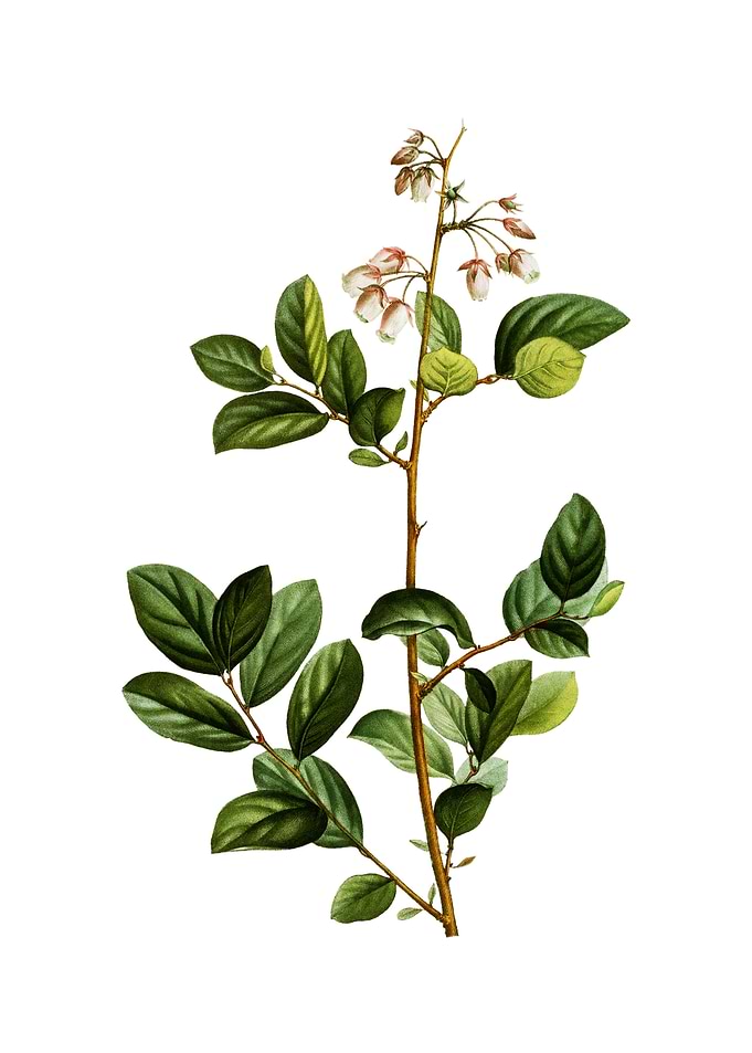Andromeda Mariana Branch