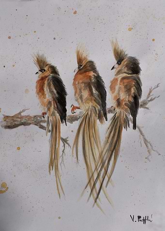 Mousebirds