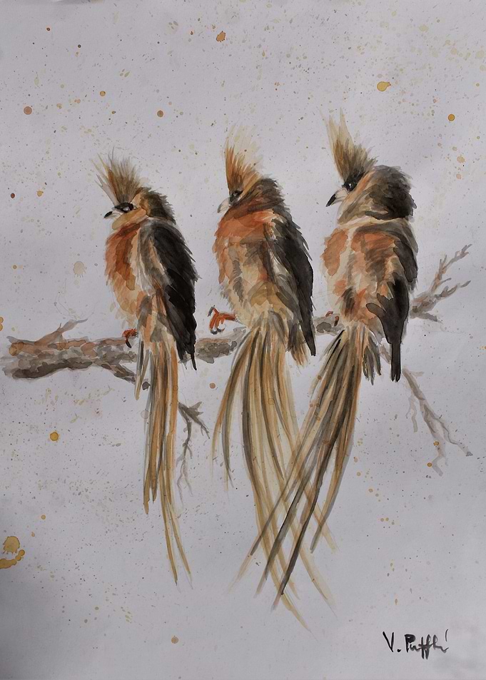 Mousebirds