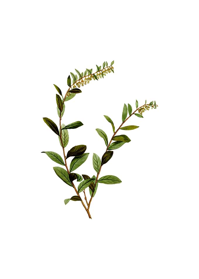 Andromeda Marginata Bloom