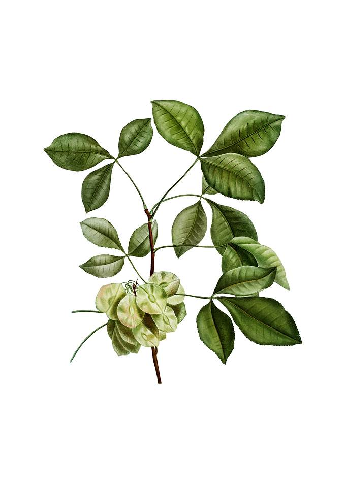 Vintage Common Hoptree