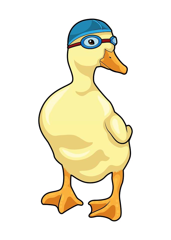 Duck Swimming