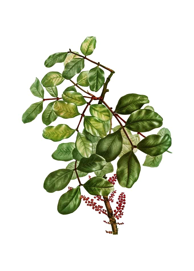 Vintage Carob Tree Flower