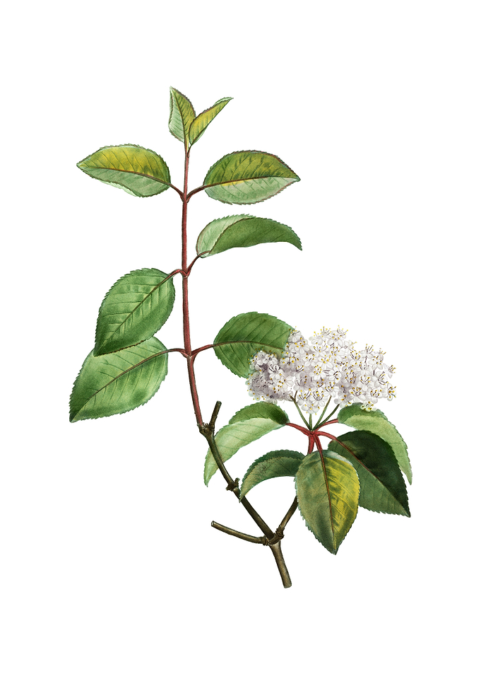 Vintage Black Haw on White