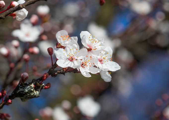 Spring Blossom