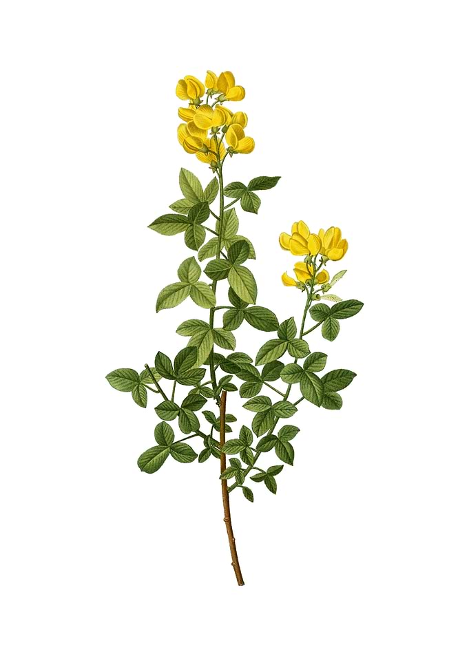 Vintage Common Cytisus